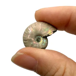 Ammonite (Iridescent) from Madagascar - Cretaceous Fossil