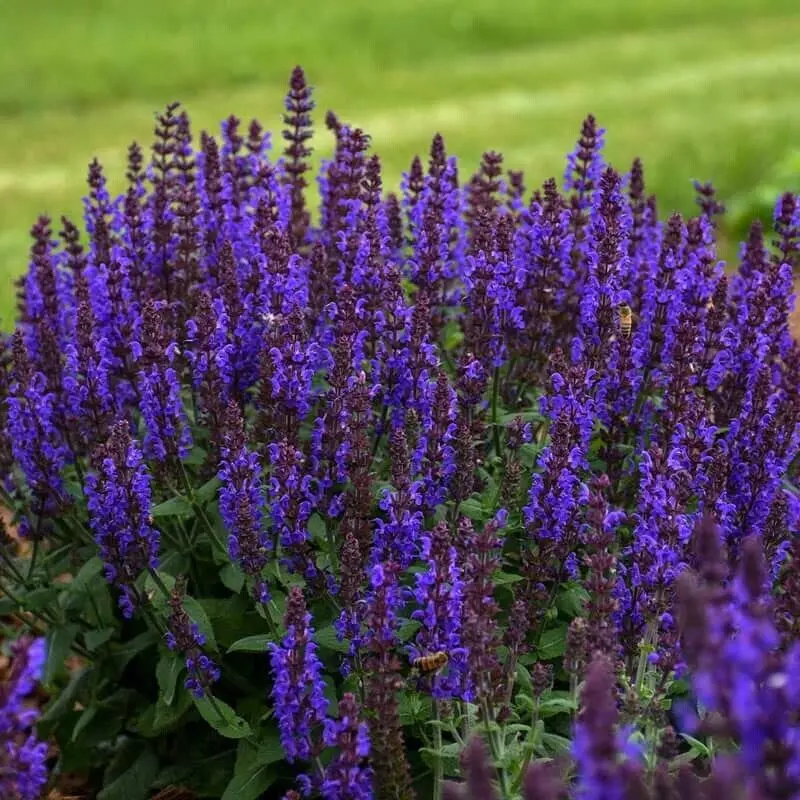 Green River 50 Bumbleblue Salvia Seeds - Perennial Flower Seed Pack, Vivid Spikes, Hummingbird Haven, Low-Care Garden Accent
