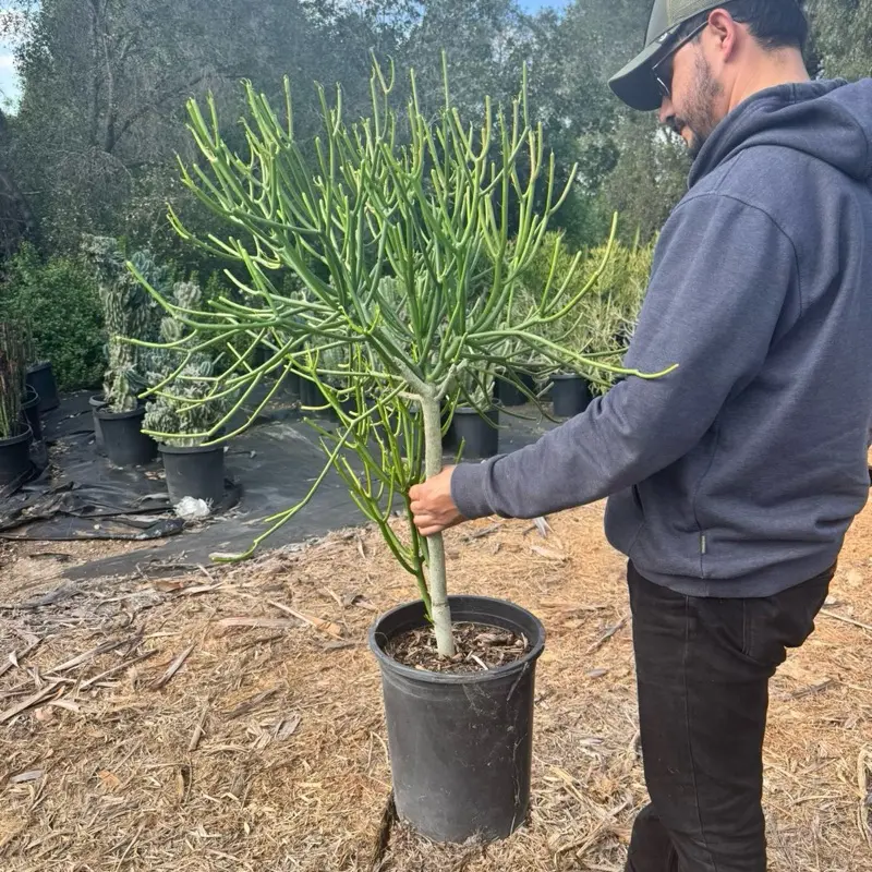 Euphorbia Pencil Cactus bare roots