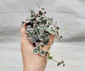 Rare Variegated String of Hearts,Ceropegia Woodii Variegata,Variegated Purple Hearts Live Rare Houseplants All Plants are Fully Rooted Plants in 3 inch Pot