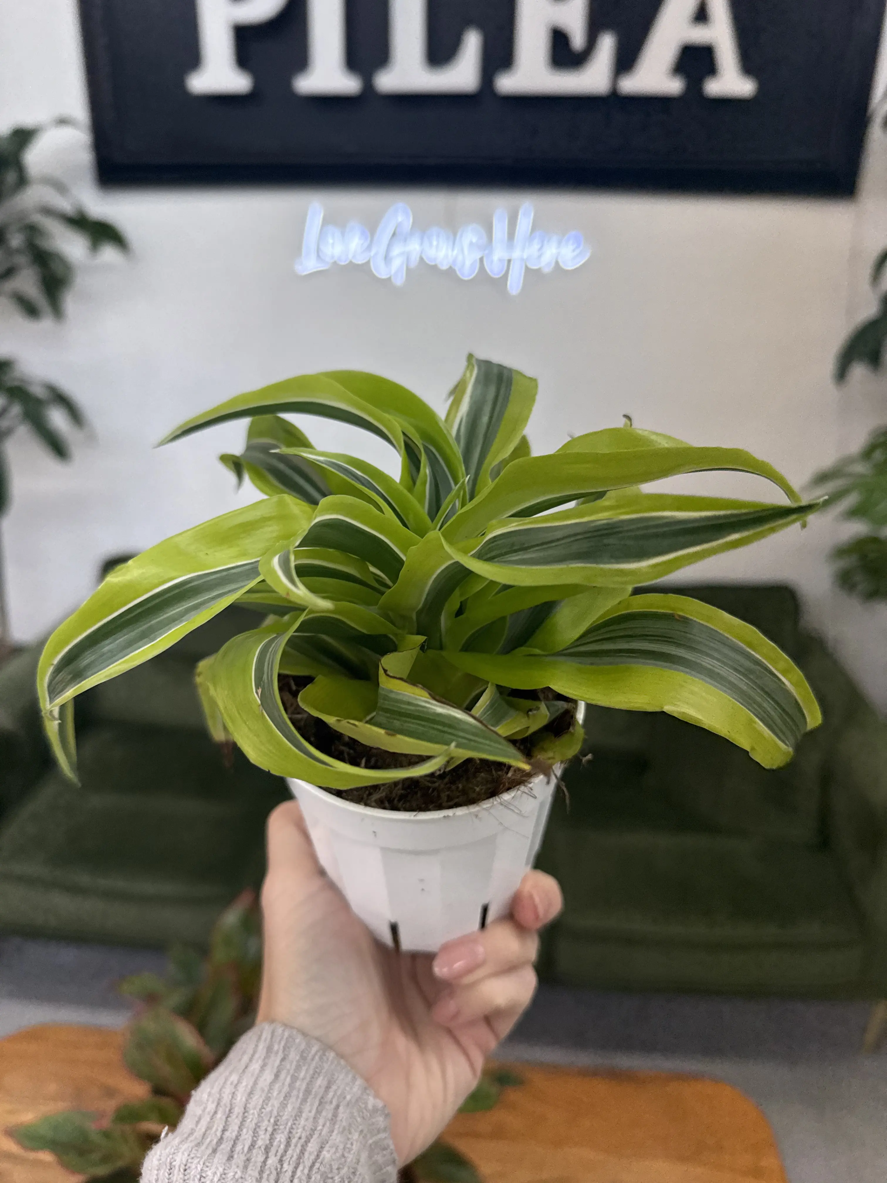 Dracaena 'Tornado' Lemon Lime – 4" Compact Spiraled Dragon Tree, Easy‑Care Tropical Houseplant