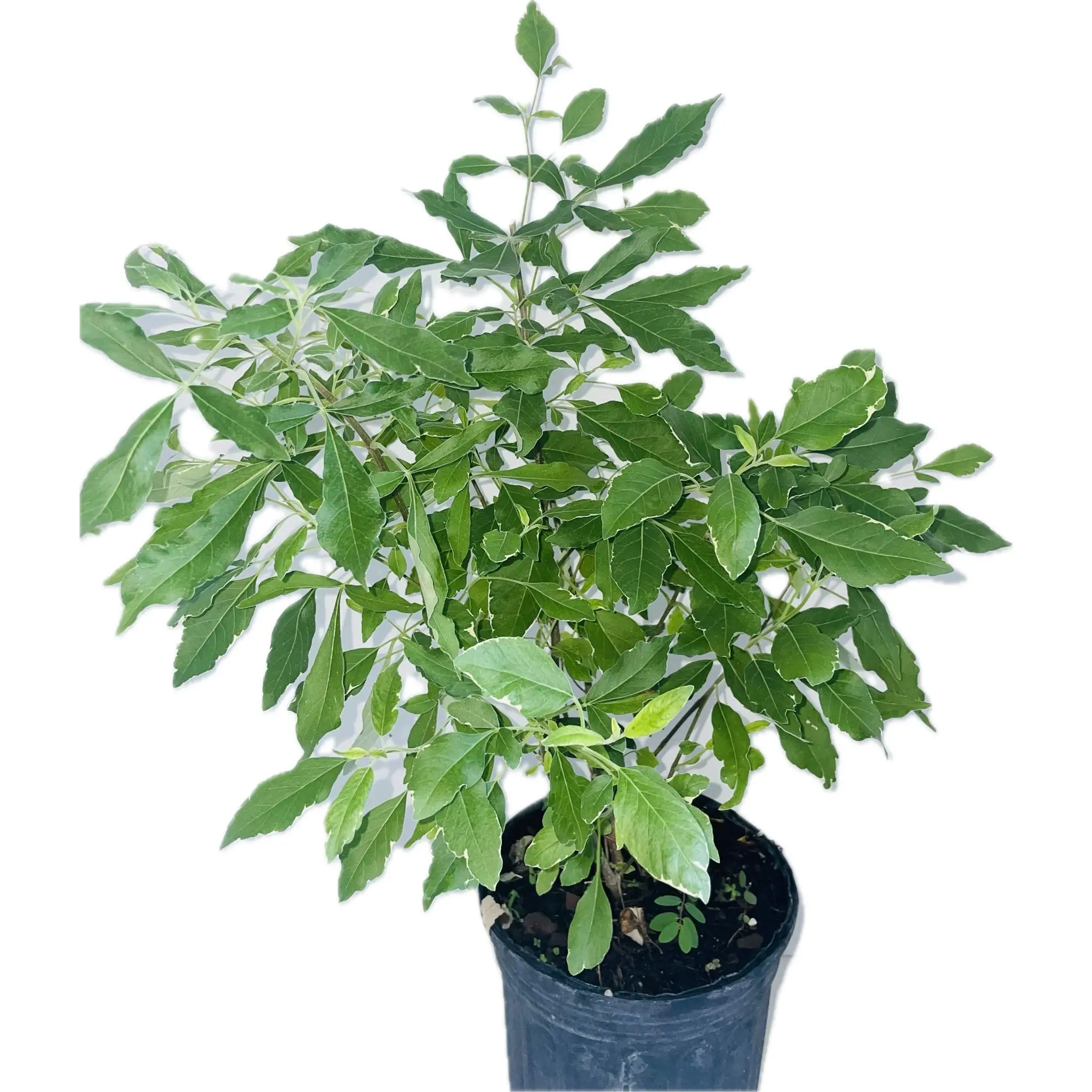 Planta Vence Batalla
