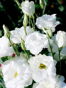 50 Double Lisianthus Seeds Black Pearl - Black Flower Seeds, Hybrid Seed