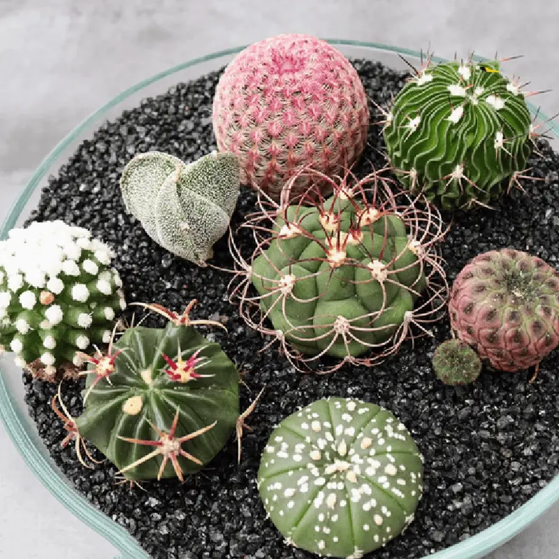 8-Pcs Assorted Rare Mini Live Cactus Plants Set - Easy-Care Potted Succulents, Indoor Home Desktop Decor, Holiday Gift Idea