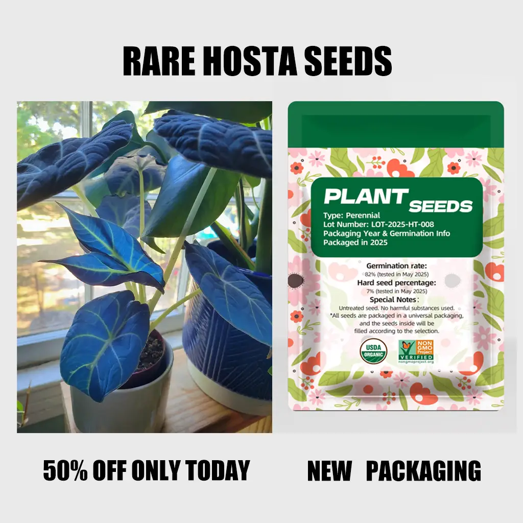 Plant Seeds Rare Deep Blue & Purple Hosta Seeds Perennial Plants for Outdoor Gardens Pollinator Attraction Indoor Bonsai Decoration 800 Premium Seeds