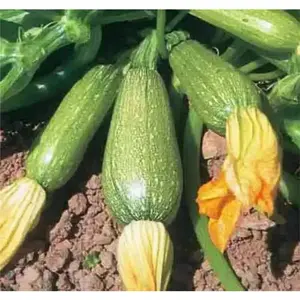 Gray Zucchini',Organic Summer Squash Seeds - 'Heirloom (Open Pollinated)