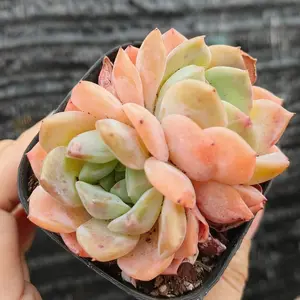 ‘Little Bouquet’ Succulent(Echeveria ‘Grace’) – Bright Peachy Tones, Rare & Stunning! | Perfect for Gifting  /Succulents /PlantTok /HomeDecor #CutePlants(Echeveria Little Beauty) Plant Variegated Kerri