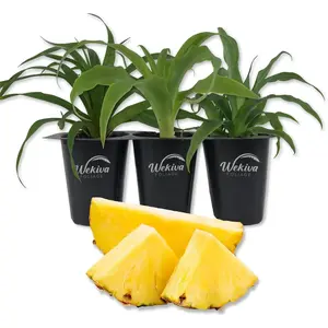 Pineapple Plant - 3 Live Tissue Culture Starter Plants - Ananas Comosus - Edible Fruit Tree for The Patio and Garden