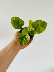 Emerald Pothos - Epipremnum Aureum 'Emerald' - 3" Pot