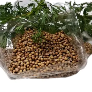 Mexican Coriander Seed - Authentic Planting and Culinary Herb for Gardens & Kitchen Use