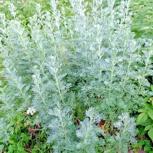 3000+ WORMWOOD ABSINTHE SEEDS SPRING PERENNIAL MOSQUITO PESTS DEER REPELLENT USA