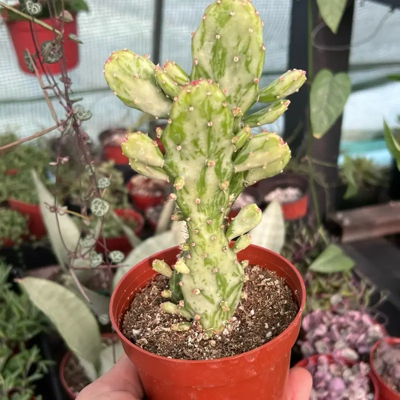 Variegated Opuntia Cactus | Live Plant | 4”