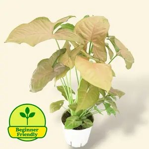 Syngonium Strawberry Cream 4” - Low Maintenance Colorful House Plant