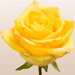 Stardust Roses - Bright Yellow Rose Variety with 48 Petals & 50cm Stem - Medium Bloom Size - 12-14 Days Vase Life - Fresh from the Farm
