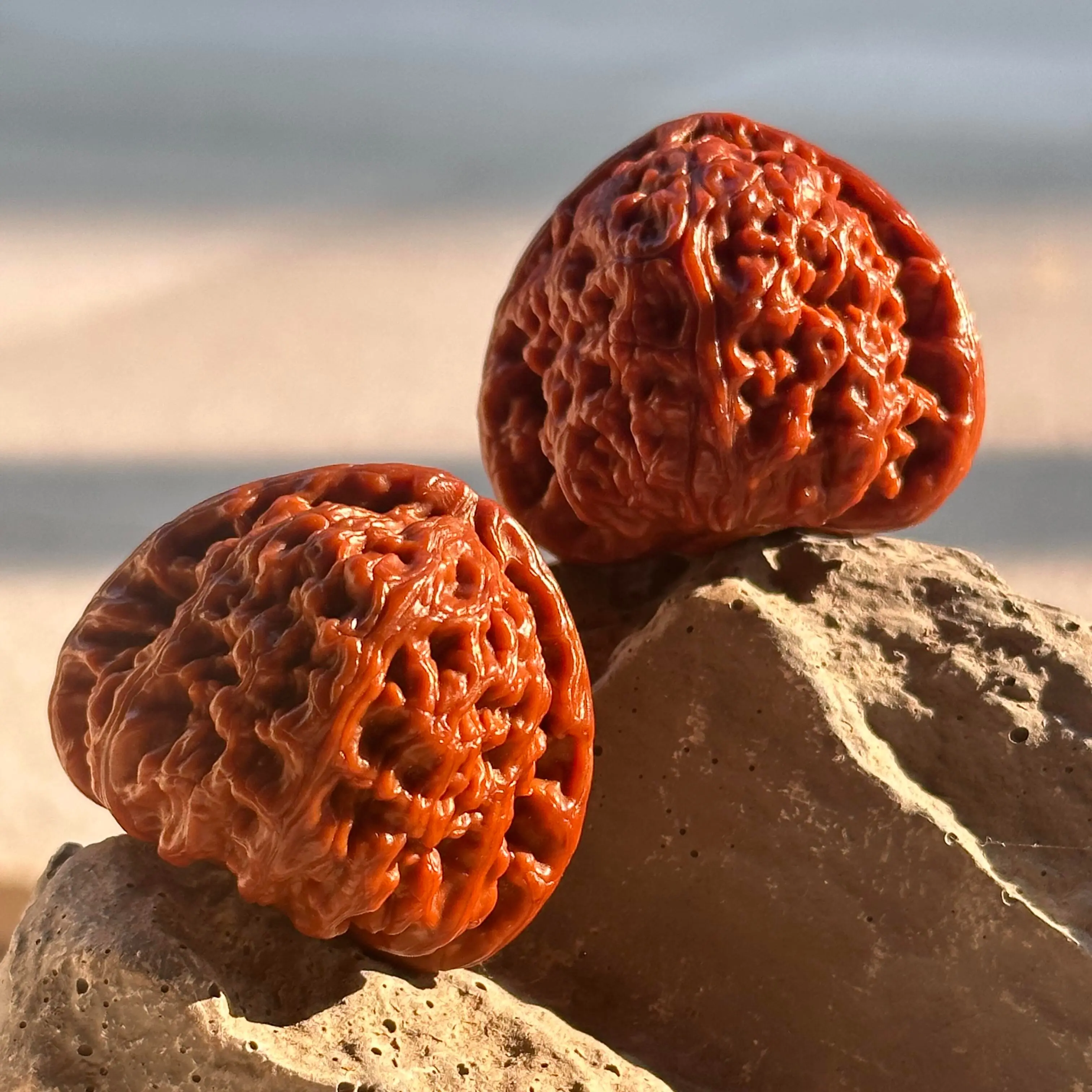 Roong /White Lion Walnuts 2026 01SS -Wenwan walnut-Unhandled walnut Premium Grade -Oxford Red Patina - Hand-Cleaned & Vacuum-Sealed - Beijing, China Origin/Anxiety toys/stressrelieftoys