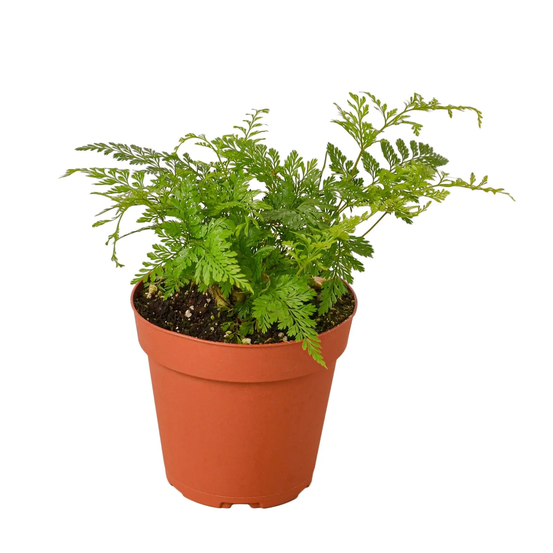 Rabbits Foot Fern (Davallia fejeensis)
