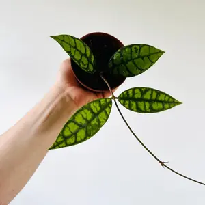 Hoya Callistophylla 'Black Cat': Buntok Forest Collector Hoya - Live Plant