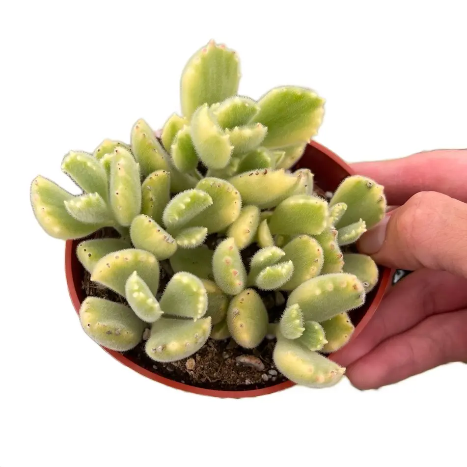 4” variegated bear paw indoor sculpture 4” variegated bear paw indoor sculpture