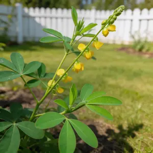 Chipilin Seeds, Fast-Growing Tropical Perennial, Edible Leafy Green, Adaptable to Various Soils, Non-GMO, Suitable for Gardens, Patios & Greenhouses, Easy to Cultivate