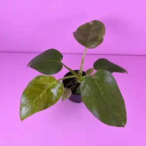 RARE Philodendron Giganteum Blizzard | Variegated Philodendron