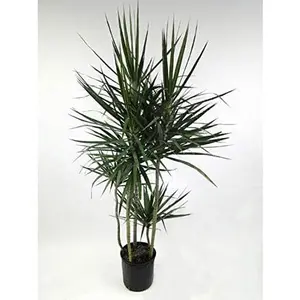 Dracaena Marginata Cane - Live Plant in a 10 Inch Pot - Dracaena Marginata - Easy Care Low Maintenance Indoor Air Cleaning Plant