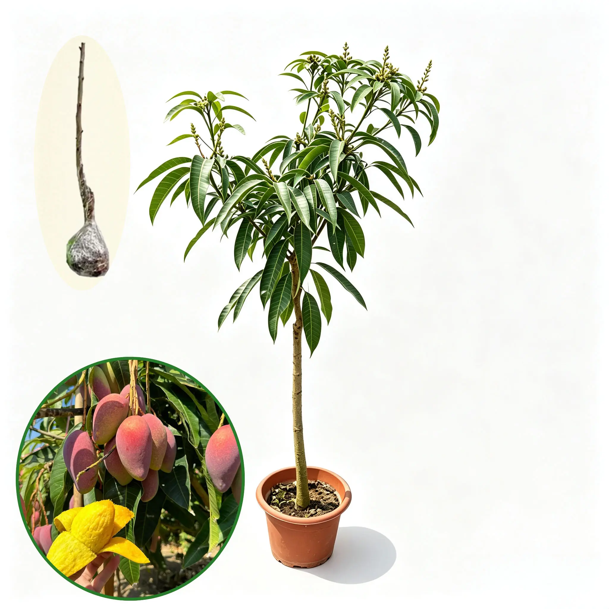 Mango Fruit Tree Seedling – Sweet Mango Plant, Potted for Patio & Garden