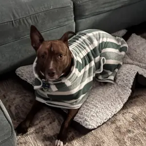 Quick-Drying Dog Bathrobe, 1-Piece Striped Pet Dressing Gown with Adjustable Belly Band, Super-Absorbent Super-Soft Fabric