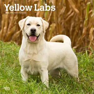 Yellow Labrador Retrievers | 2026 12 x 24 Inch (Hanging) Monthly Square Wall Calendar | Plastic-Free | BrownTrout | Animals Dog Breeds