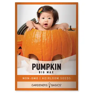 Big Max Pumpkin Seeds For Planting Home Garden Summer