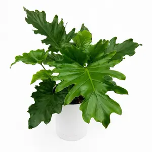 Philodendron Lickety Split 6" Pot Philo Hope House Plant with Unique Leaves for Indoor Home Decoration Low Maintenance Tropical Vibes