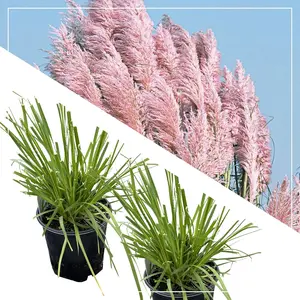 Live Ornamental Perennial Grass Pink Pampas 2 Plants Per Pack Showy Accent Plant 12" Tall by 6" Wide in 1.5 Quart Pot