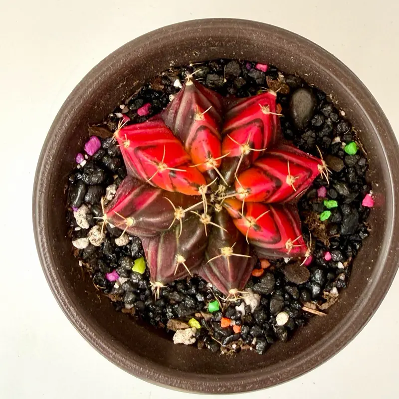 Gymnocalycium Hybrid Live Mangosteen Cactus Live Plant, Compact 4" Pots, Partial Sun Home Decor for Garden Supplies, Live Plants
