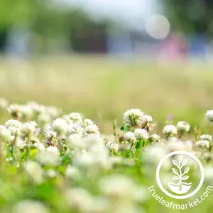 White Berseem Clover (Coated) - Cover Crop Seeds