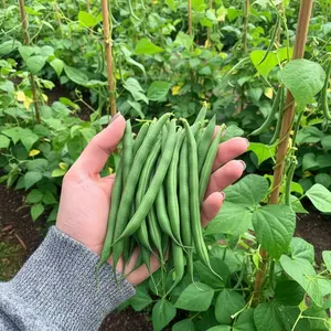 50 Bush Bean Seeds High-Yield Fast-Growing Green Beans for Home Garden or Container Planting Compact Variety No Staking Required