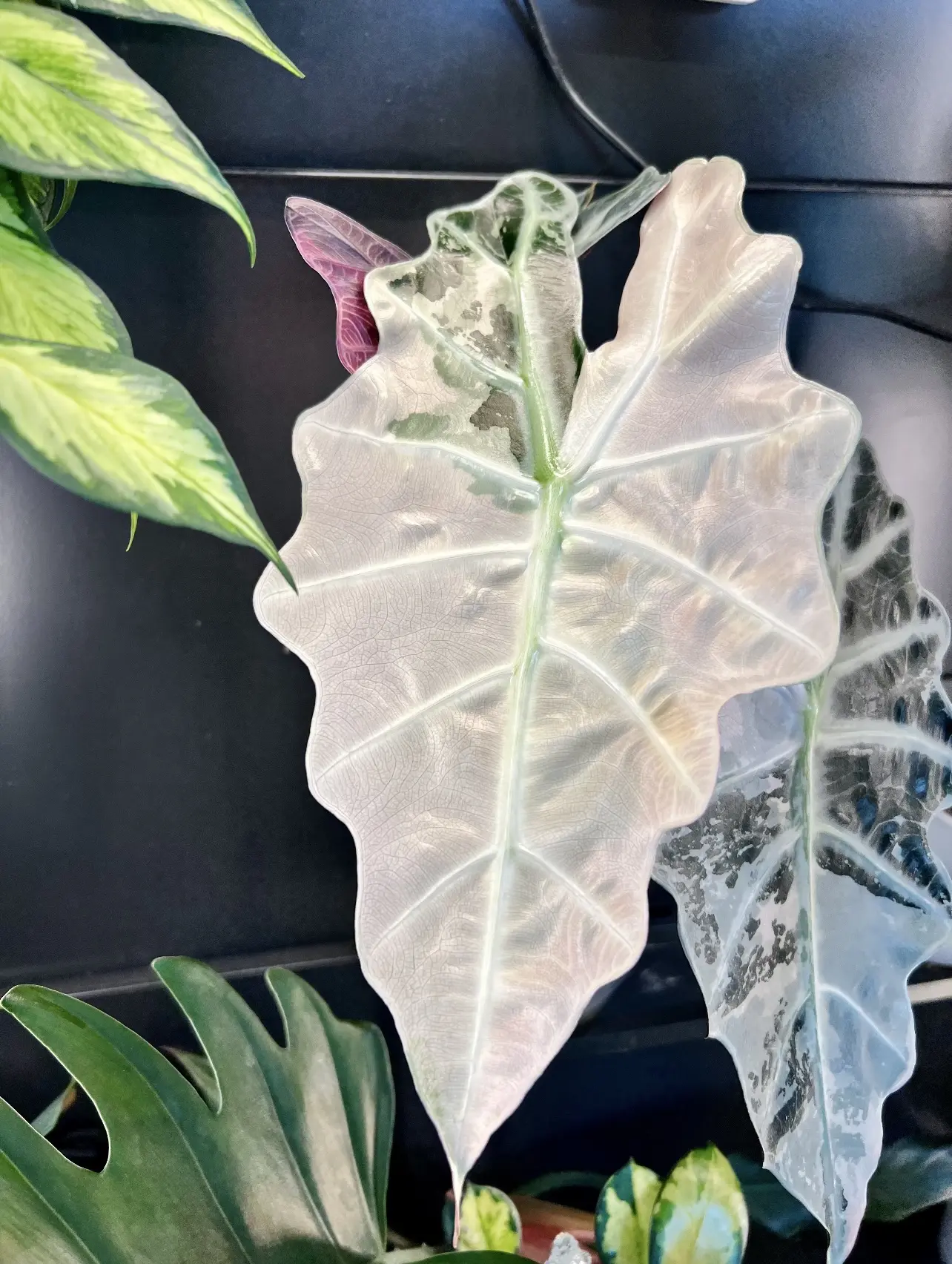 Alocasia Polly Pink Snowflake Variegated | Rare Pink Variegated Alocasia | Starter Plant in 2-Inch Pot | Houseplant