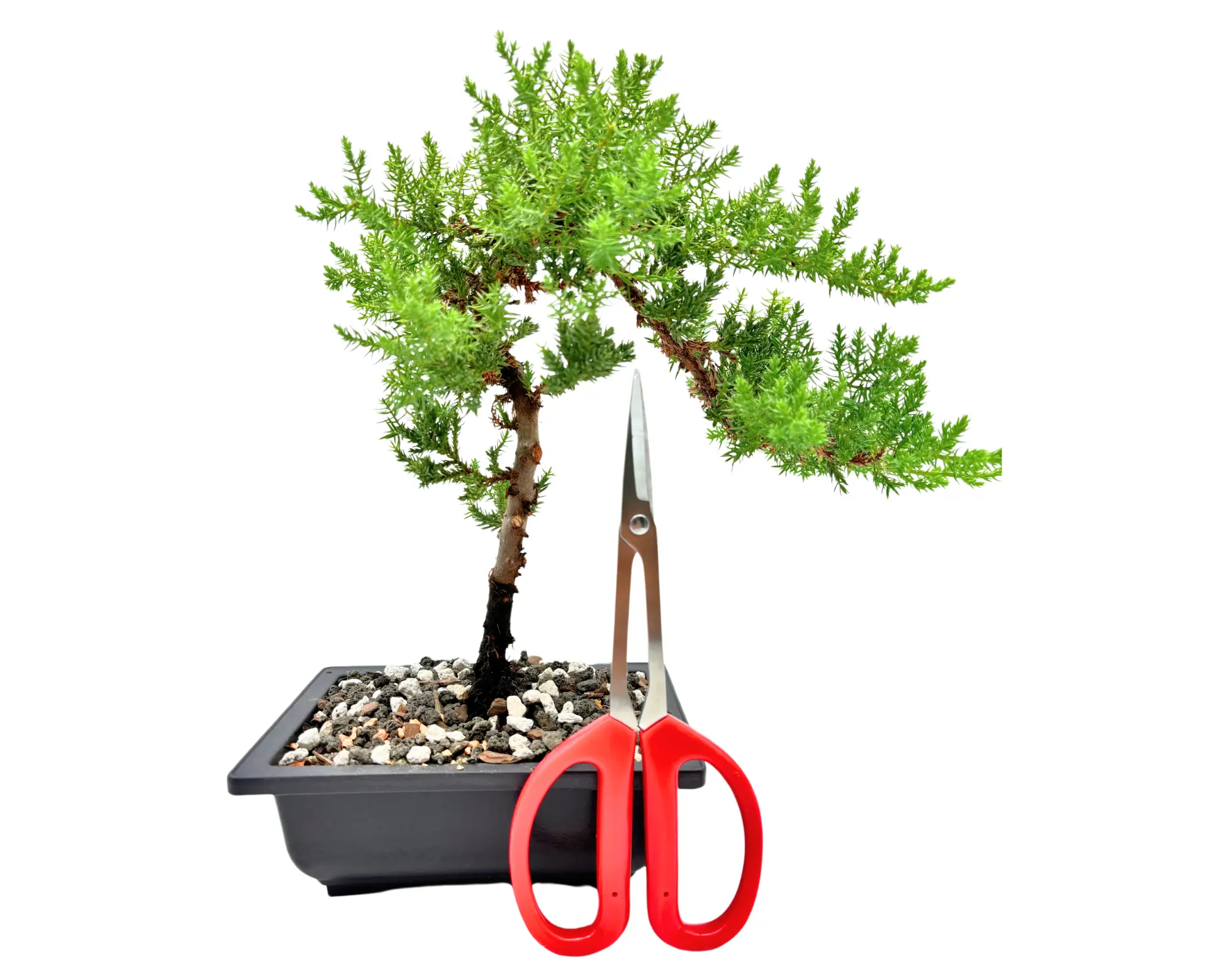 8" Bonsai Scissors | Cutter Pruning Shear tool used for Trimming| Stainless Steel Red Handles