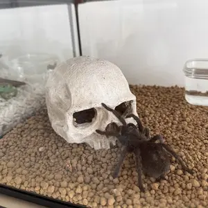 Resin Skull Hideaway House for Lizards Snakes Spiders Chameleons Scorpions, Reptile Habitat Decoration, Pet Cage Accessory