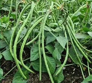 5 to 100 Bush Long Green Bean Seeds for Planting- Đậu Đũa Bụi Ngọt - Non GMO
