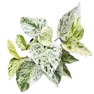Epipremnum 'Marble Queen' Epipremnum 'Marble Queen'