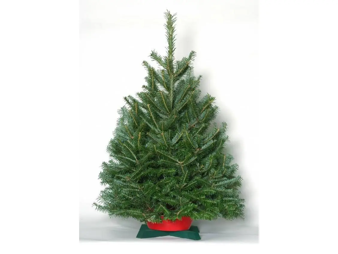 NW Orchids FF0304S Tabletop Fraser Fir Christmas Tree with Stand Fresh-cut 3-4 ft