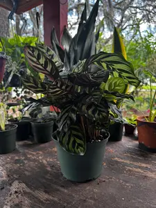 Calathea Makoyana | Peacock Plant | 6 In. Pot | Live Plant | Indoor | Outdoor
