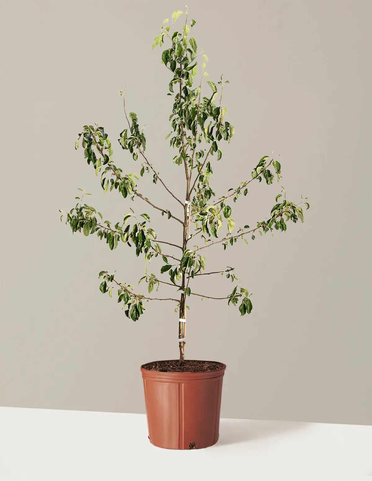 Honeycrisp™ Apple Tree