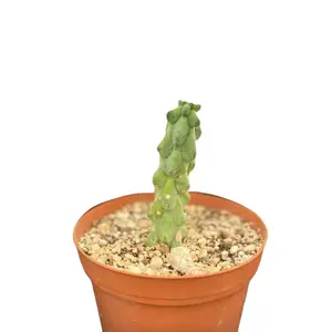 Myrtillocactus geometrizans fukurokuryuzinboku rare cool plant.