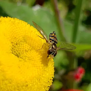 Print of a Hoverfly on a blooming flower