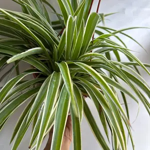 Outer Variegated Spider Plant  pet safe plant House Plant - Excellent Air Purifier, Bright Spot for Indirect Sunlight