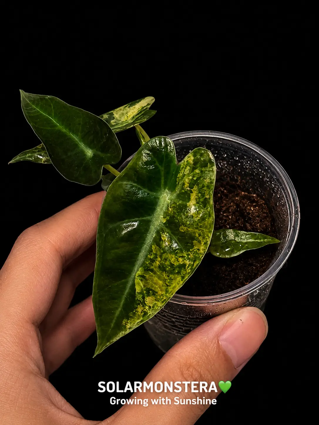 Alocasia Bambino Aurea Rooted in Plug