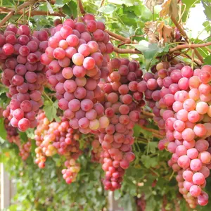 100+ Organic Red Grapes Seeds Seedless-Edible Grape Vine Seeds for Planting Non-GMO Heirloom-Vitis Vinifera Seed Red Sweet Grape Fruit Plant Fast Growing in Garden Home