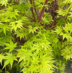 Acer palmatum 'Sango kaku' Coral Bark Japanese Maple