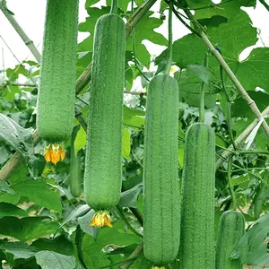 Smooth loofah seeds - 30 seeds - 2025 Plant smooth medium wide sponge open pollinated cucumber loofah Bitter Gourd Asia Grow your own family farm yard