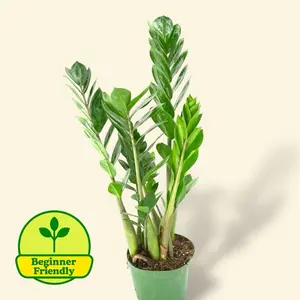 ZZ Plant 6” - Low Maintenance House Plant - Low Light Plant